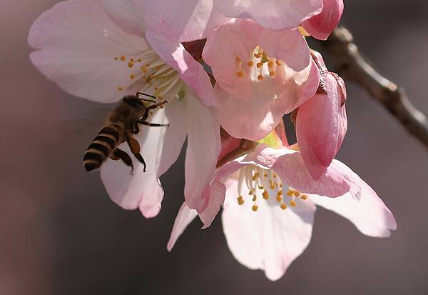 法語卡(櫻花與蜜蜂)(2024.03.28)(原圖拍攝於陽明山國家公園遊客中心對面、2024.03.23).JPG