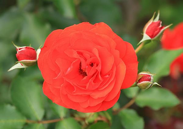 紅玫瑰 (9).JPG