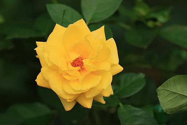 黃色玫瑰花 (8).JPG