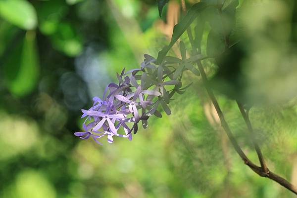 為天地寫日記(紫色錫葉藤、紫藤花)(2024.04.20)