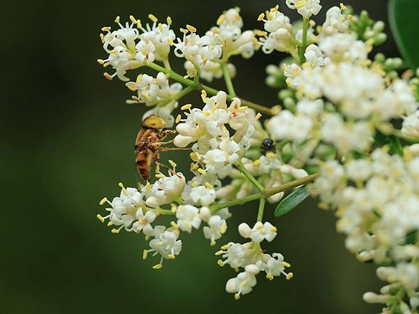 為天地寫日記(女貞花與蜜蜂)(2024.04.21)