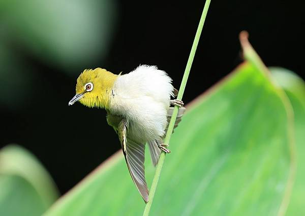 為天地寫日記(植物園‧綠繡眼)(2024.05.05)