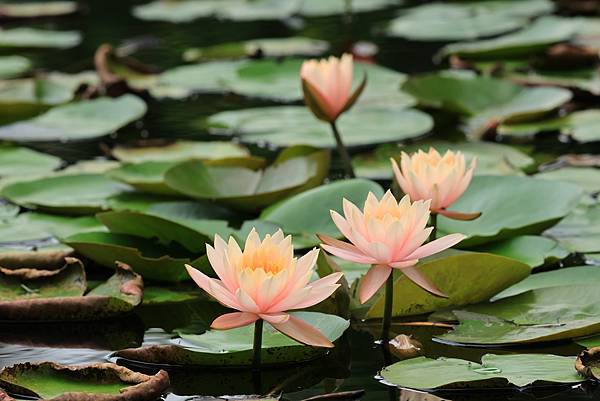 為天地寫日記(植物園‧睡蓮)(2024.05.05)