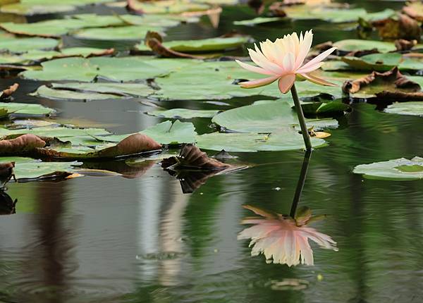 為天地寫日記(植物園‧睡蓮)(2024.05.05)