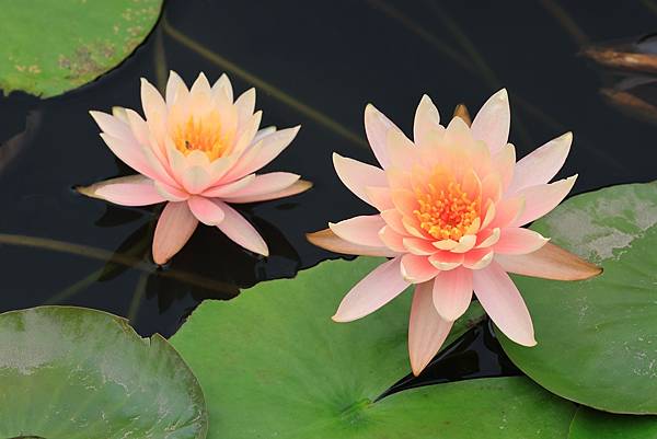 為天地寫日記(植物園‧睡蓮)(2024.05.05)