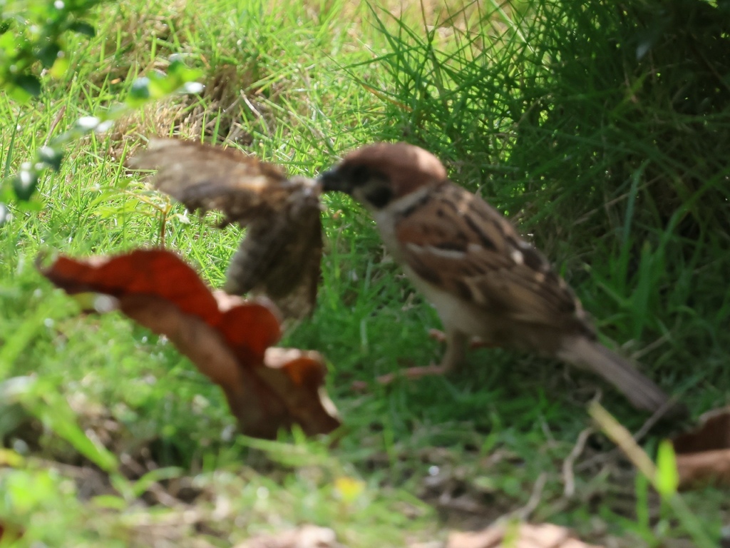 素食救地球(557)(鳥吃蝴蝶)
