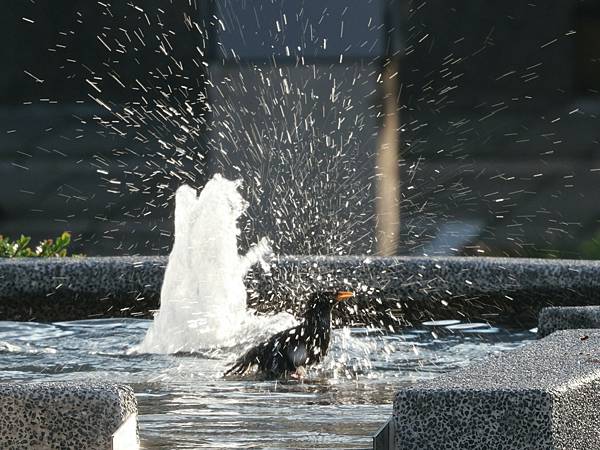 為天地寫日記(人與鳥玩水)(2025.07.03-2025.