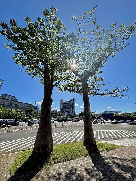 為天地寫日記(關渡平原2025年七、八月輯錄)