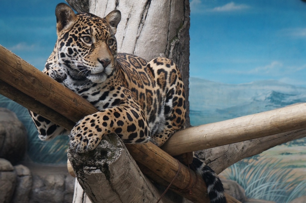 《催眠故事2》催眠回溯前世旅程：從母豹靈魂印記，告別對寵物莫