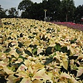 IMG_3290.JPG