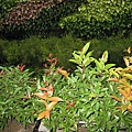 IMG_3375.JPG