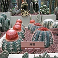 IMG_3181.JPG