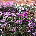 IMG_3616.JPG
