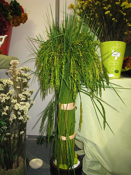IMG_3336.JPG