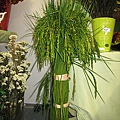 IMG_3336.JPG