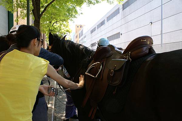 到底我身上的小飛蟲跟這匹馬有什麼關係