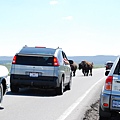 遇上了bison集體過馬路