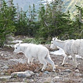 Glacier National Park day 1 254.jpg