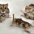 老鼠的party
