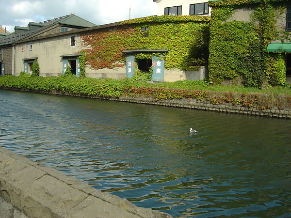 河上還有丫丫...