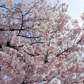 DSC02521.JPG