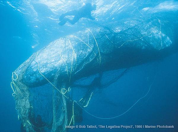 Bycatch_Whale
