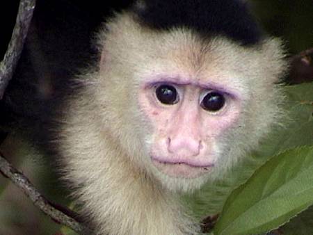 cute-capuchin-monkey-picture.jpg cute-capuchin-monkey-picture.jpg