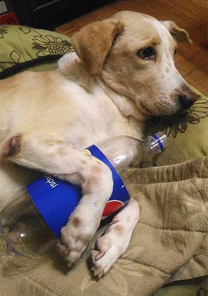 16507987_10207908491136868_4614251457252474844_n.jpg 16507987_10207908491136868_4614251457252474844_n.jpg