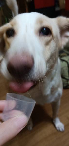 IMG20200809183046 試用