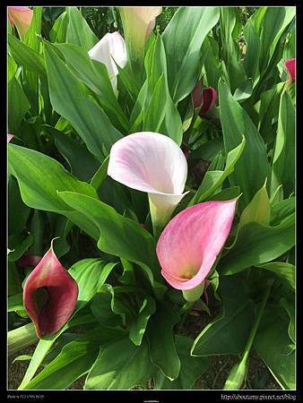 IMG_9446.JPG IMG_9446.JPG