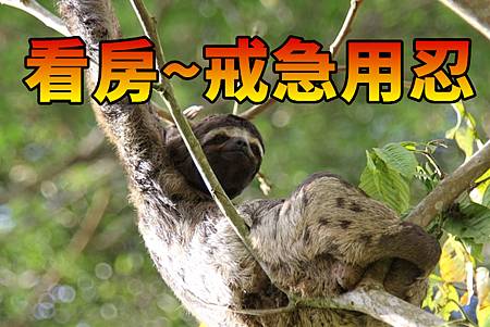 看房~戒急用忍(示意圖) 看房~戒急用忍(示意圖)