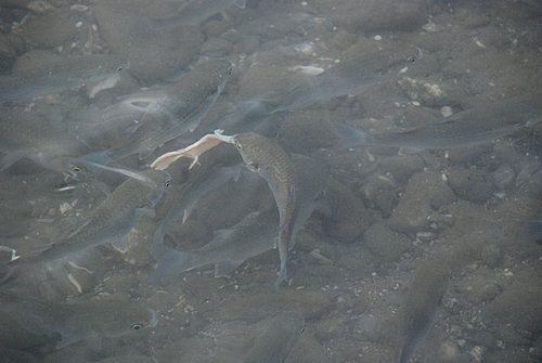 餵魚趣