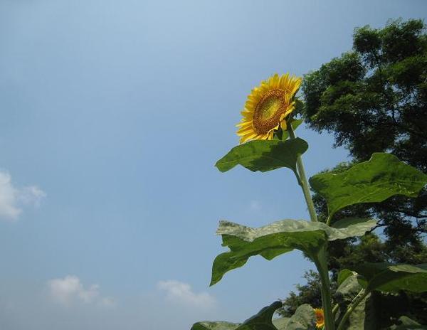 0726花海季