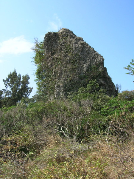 風剪樹