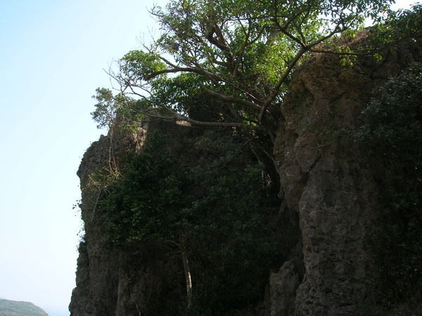 風剪樹