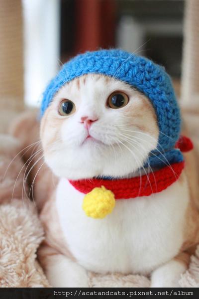 【可愛的貓貓】可愛的貓-哆啦貓