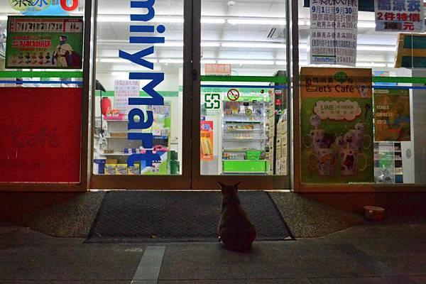 【可愛的貓貓】凌晨1點多，孕喵媽又來到全家店門口乞食【可愛的貓貓】凌晨1點多，孕喵媽又來到全家店門口乞食