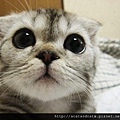 【可愛的貓貓】超萌大眼可愛貓