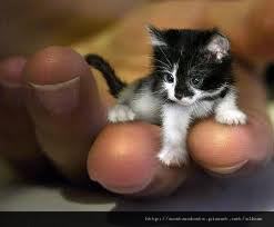 【可愛的貓貓】好小隻的貓喔~超迷你掌上型