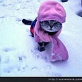 【可愛的貓貓】天氣漸漸冷了～大家出門要多帶件衣服哦 (｡◕‿-｡)