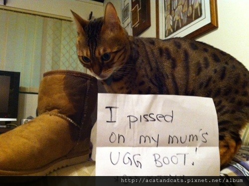 【可愛的貓貓】我毀了媽媽的雪靴，我是壞貓貓。