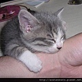 【可愛的貓貓】就是要抱著你睡~