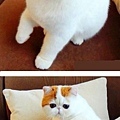 【可愛的貓貓】招牌式的45°側臉和奶油麵包一樣的尾巴！萌死了!