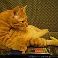 【可愛的貓貓】你說最近有啥電視節目好看的？推薦給我一下吧！