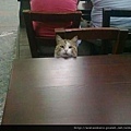 【可愛的貓貓】喂！老闆，我點的魚什麼時候給我上！不要看我個子小，就可以直接無視我！