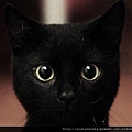【可愛的貓貓】黑貓大眼
