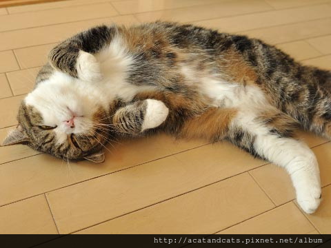 【可愛的貓貓】懶惰可愛睡覺喵~~14