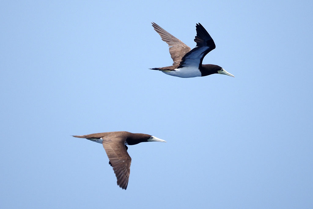 白腹鰹鳥雙小.jpg