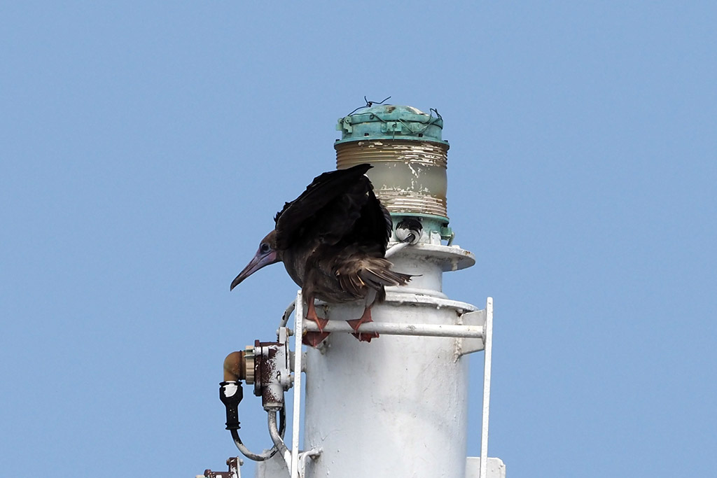 紅腳鰹鳥站小.jpg