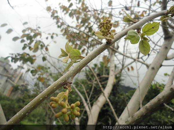 破布子 亞泥生態園區 亞洲水泥花蓮廠蝴蝶園 原生植物園 痞客邦